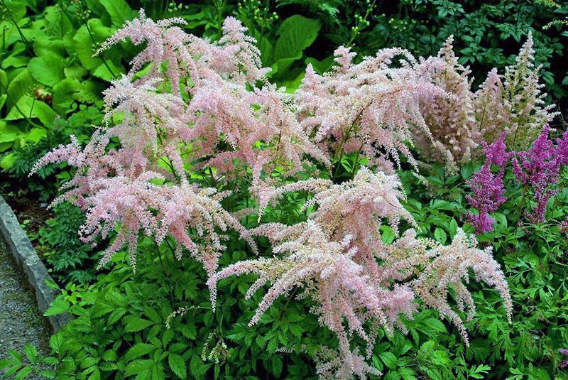 astilbe tombant