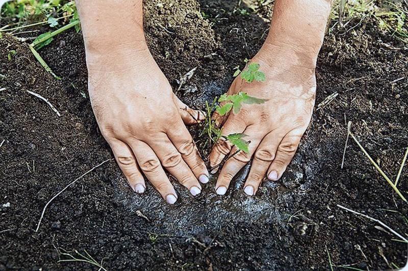 planter et entretenir l'astilba en plein champ