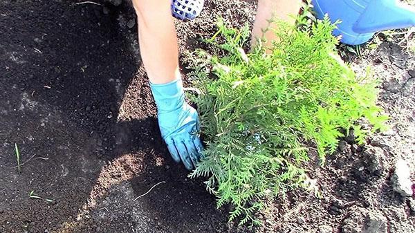 plantando ciprés