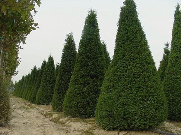 plantar y cuidar cipreses en el jardín