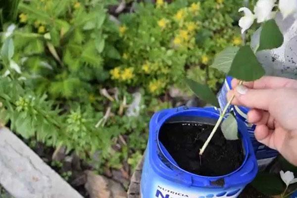 enraizamiento de esquejes de jazmín