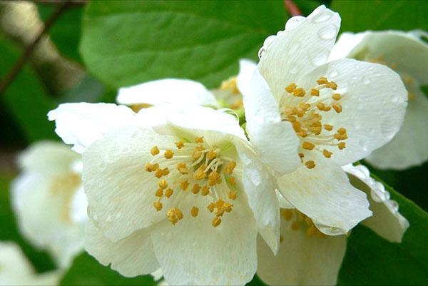 delicada flor de jazmín