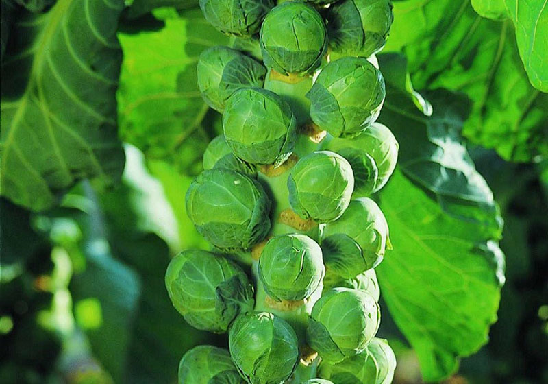 choux de bruxelles dans le jardin