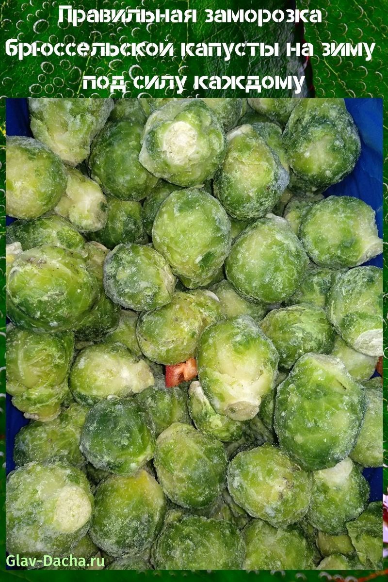 congelar las coles de Bruselas para el invierno