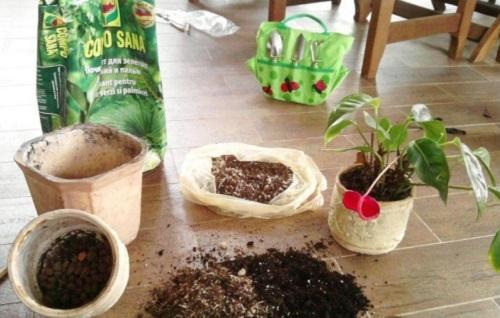 suelo para anthurium
