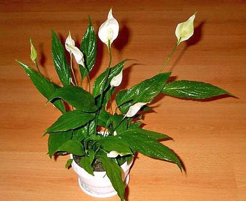 Spathiphyllum necesita un lugar acogedor sin corrientes de aire