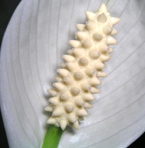 Para que la planta florezca, es necesario aplicar fertilizante líquido.