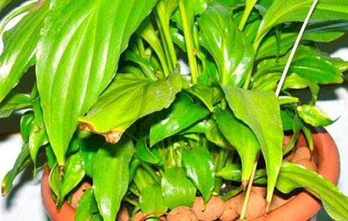 Spathiphyllum necesita tratamiento y trasplante