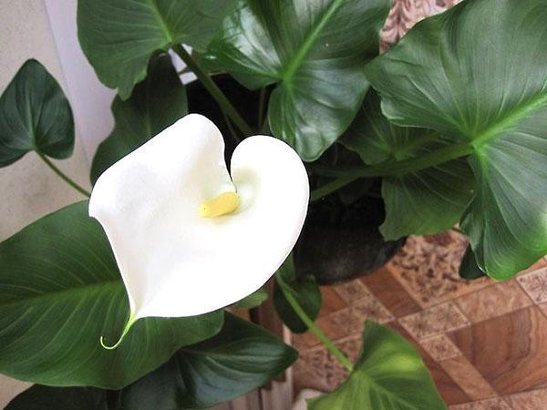 faire pousser des lys calla dans un pot