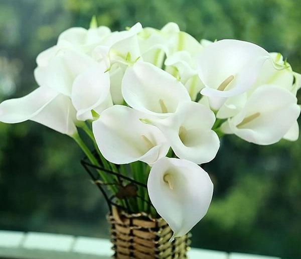 bouquet de lys calla blancs