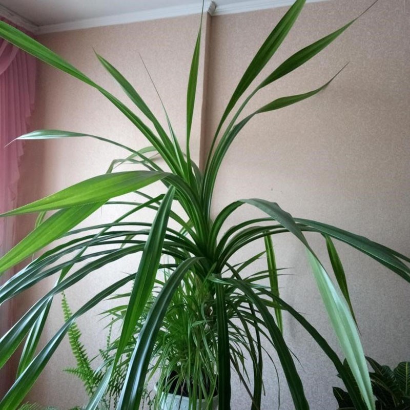 área de cultivo de pandanus