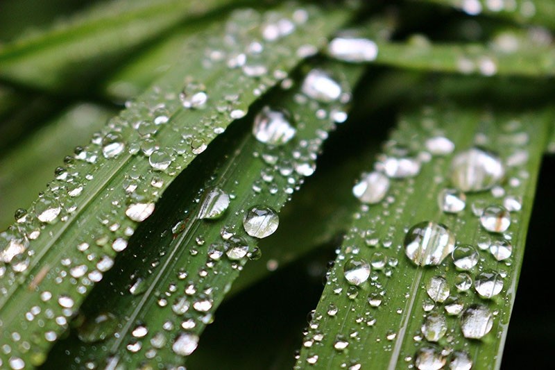 lavage des feuilles