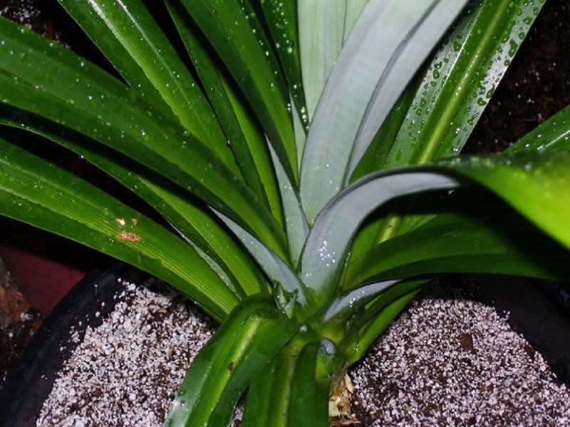 cuidado adecuado de pandanus