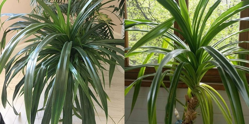 plantes luxuriantes dans la maison