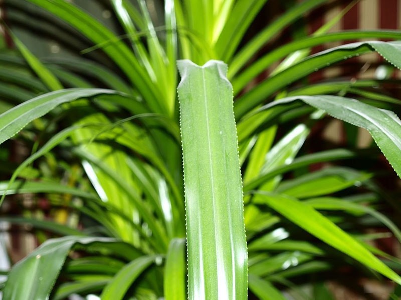 bordes de hojas espinosas