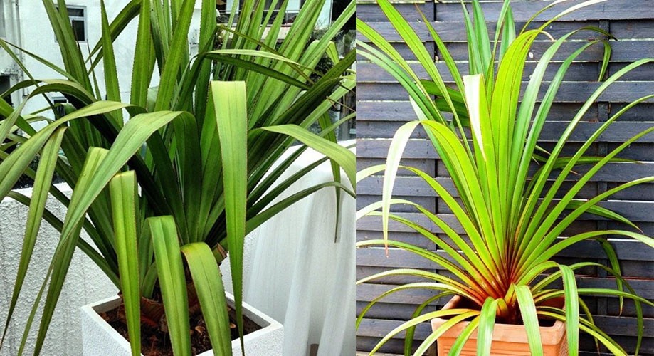 pandanus útil