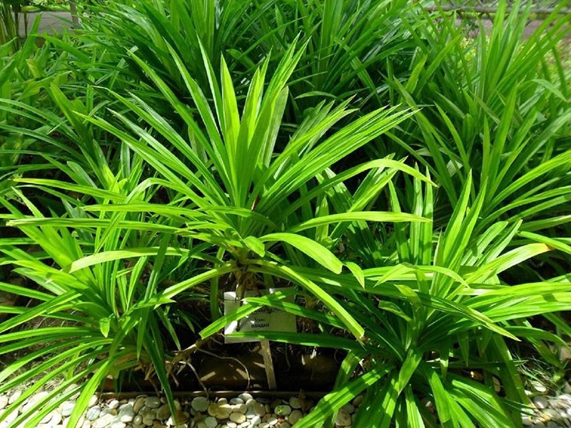 escondiendo pandanus