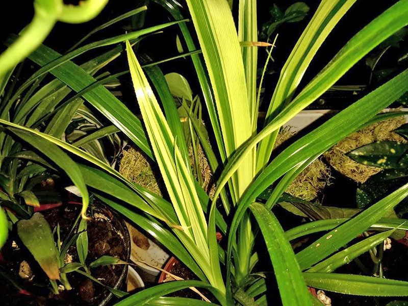 pandanus sandera