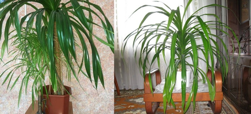 pandanus cuidado en casa