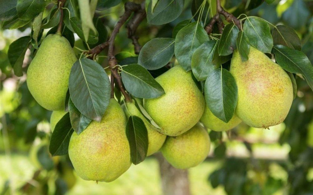 selección de variedades de peras para el jardín.