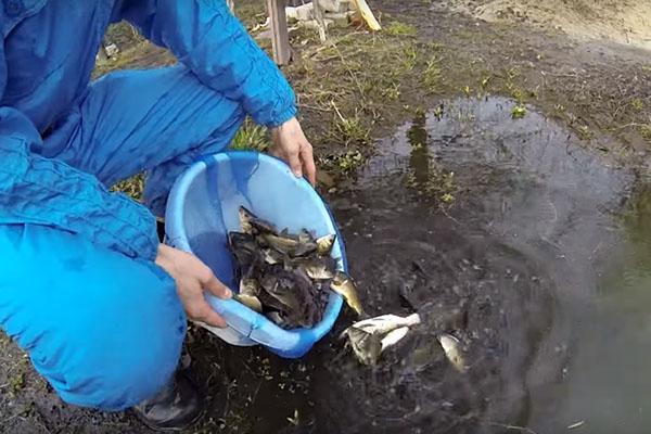 nous lançons le poisson dans l'étang