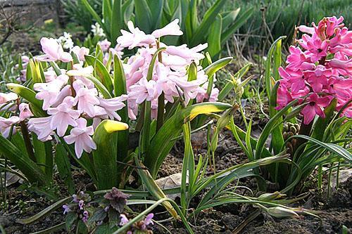 Jacinthes bien plantées en fleurs