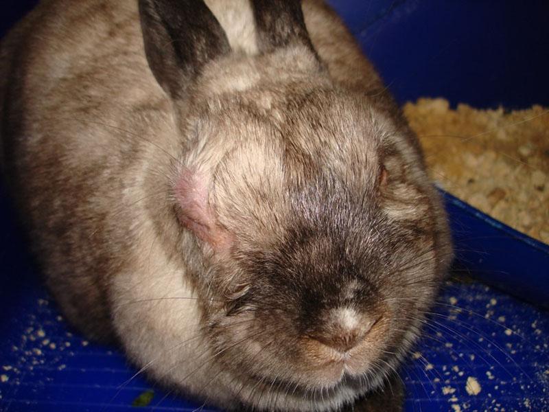 traitement de la pasteurellose chez le lapin