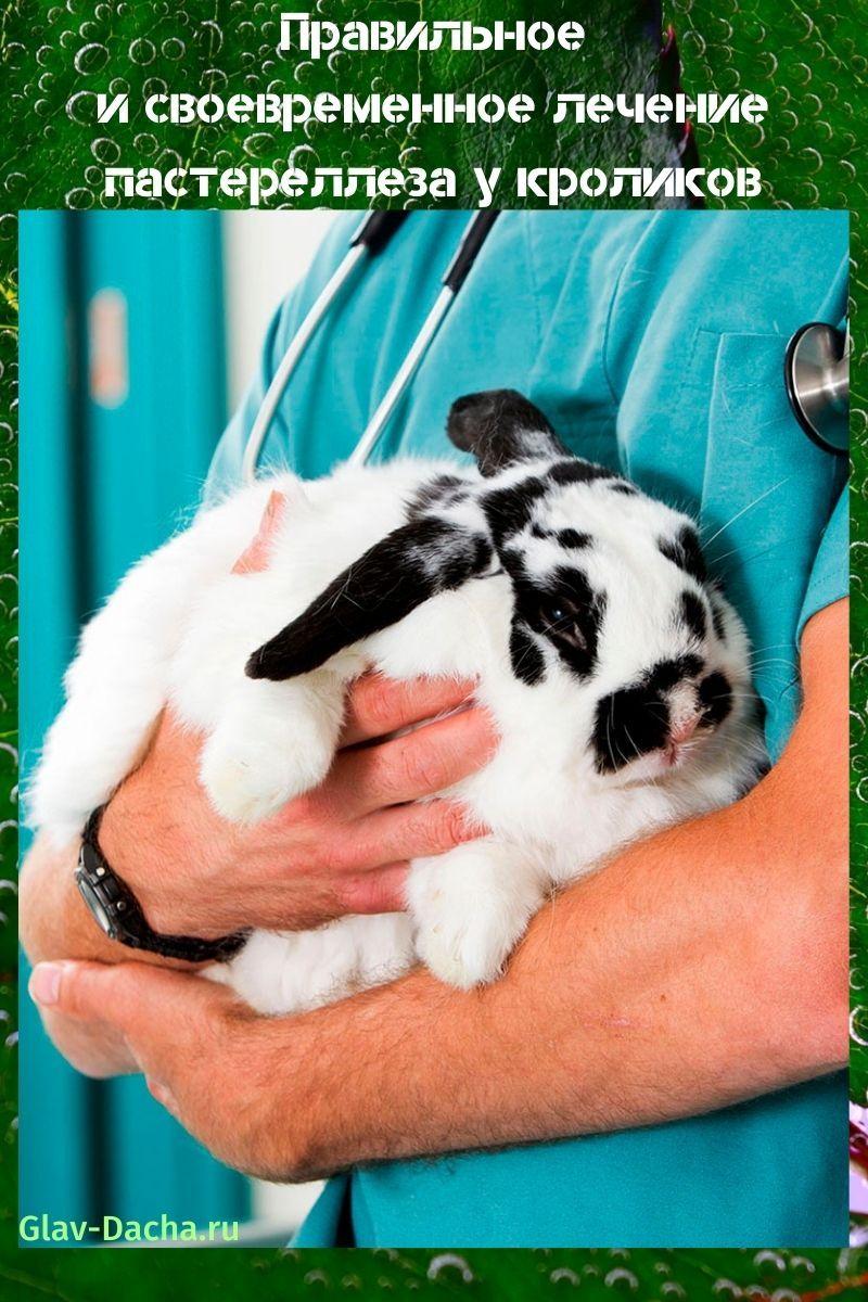 traitement de la pasteurellose chez le lapin