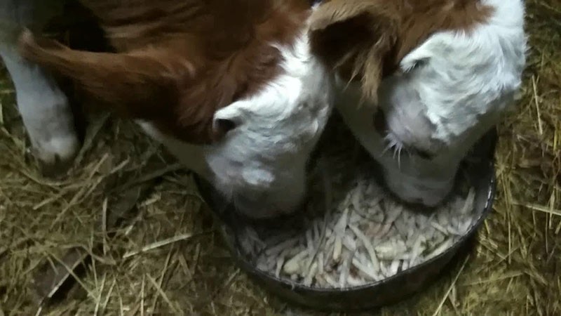 alimentando toros jóvenes