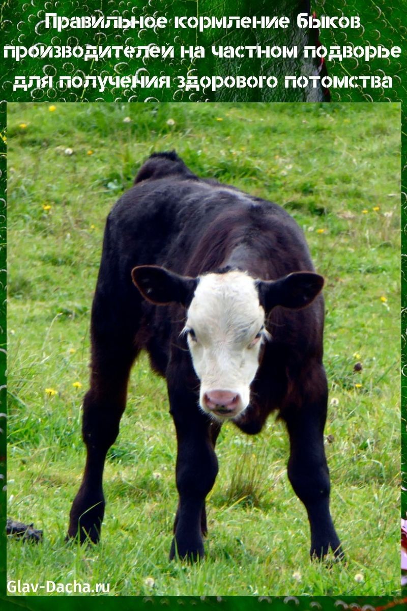 nourrir les producteurs de taureaux