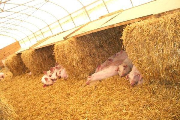 Alimentation des porcelets à partir de 1 mois