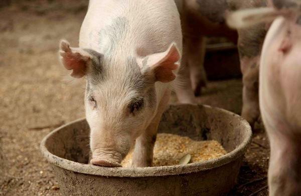 Pour une croissance active et une prise de poids rapide, les porcelets reçoivent des additifs spéciaux