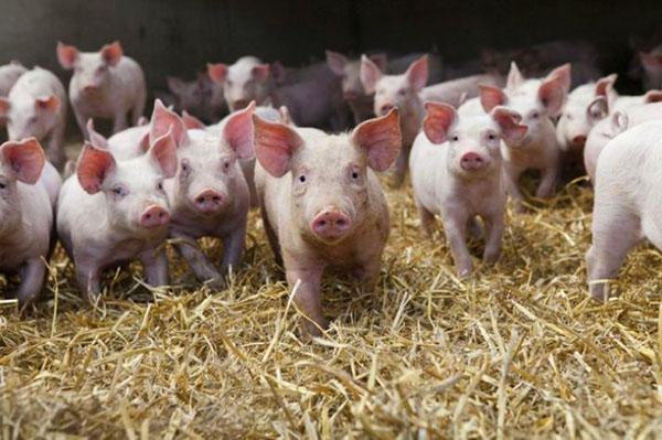 Petits cochons dans la cour