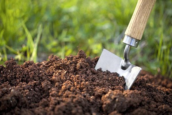 preparación del suelo para plantar plántulas