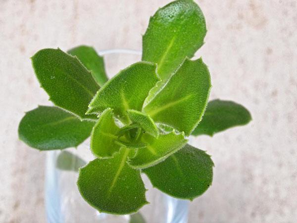 enraizamiento del corte de osteospermum