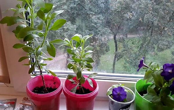 osteospermum en maceta