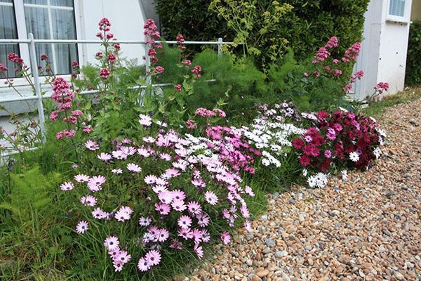 osteospermum en el macizo de flores