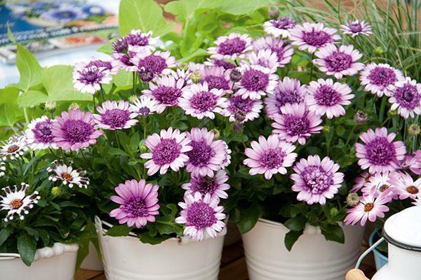 types d'ostéospermum pour le jardin