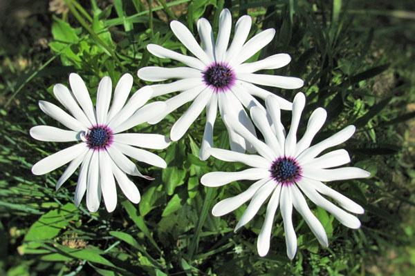 osteospermum fresco