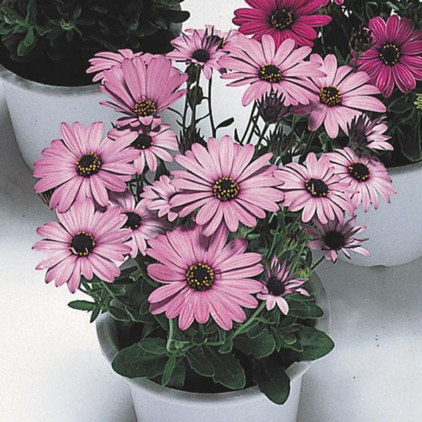 osteospermum Asti