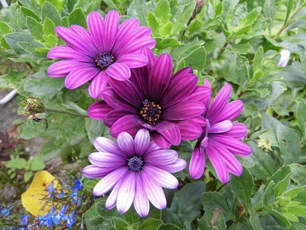 osteospermum Akila Parple