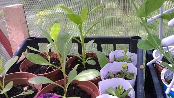 cultivo de plántulas de osteospermum