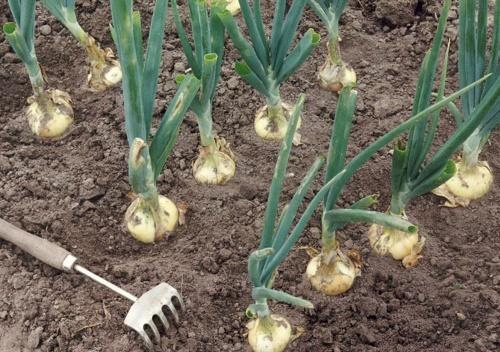 précurseurs d'oignons à la plantation