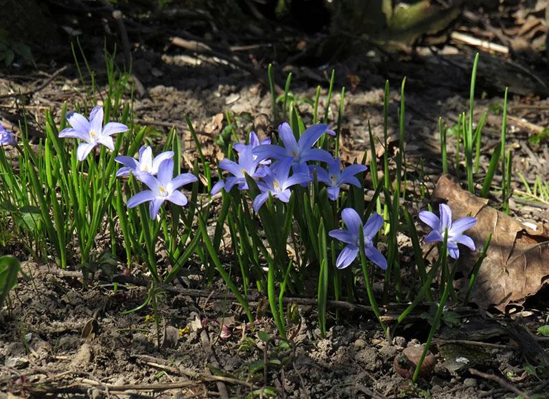 plantation et entretien du chionodox