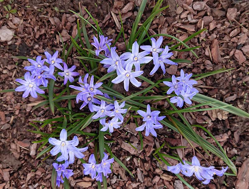 mulching chionodox