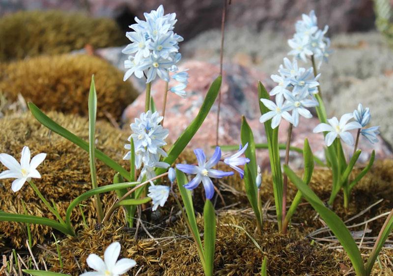prendre soin des fleurs à la campagne