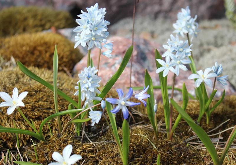 prendre soin des fleurs à la campagne