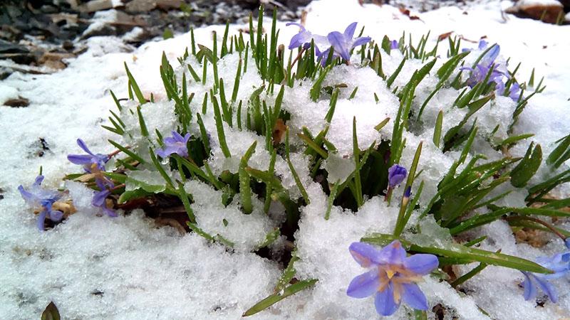 chionodox au début du printemps