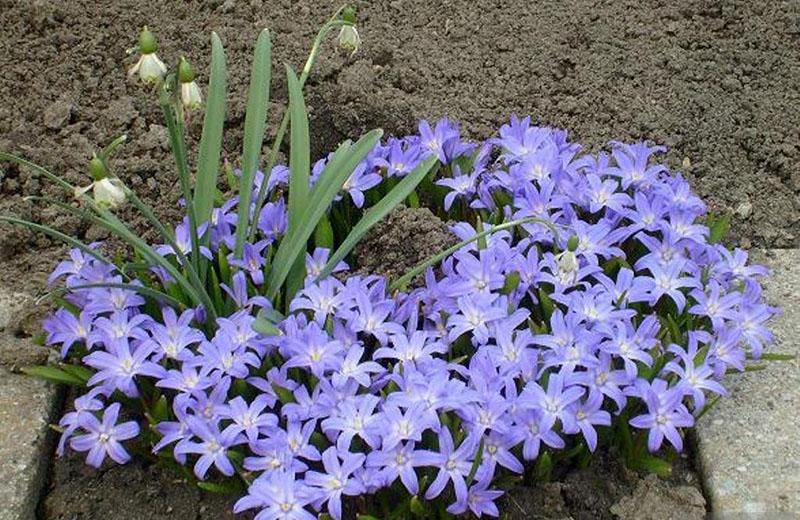 Flores chionodox en campo abierto en el sitio.