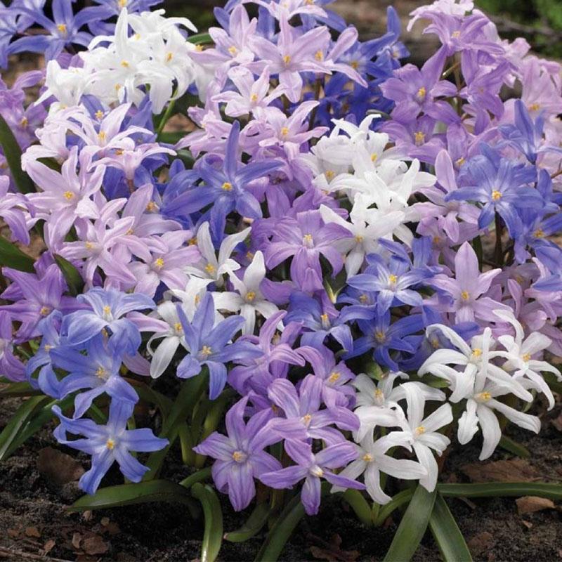 variedades de chionodoxia